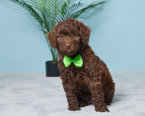 Jethro Cavapoo puppy 